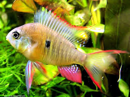 The generic name of mikrogeophagus altispinosus is composed of three greek roots: 17 Ram Bolivian Mikrogeophagus Altispinosus Ideas Cichlids Aquarium Fish Fish Pet