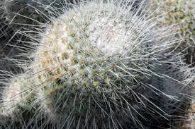 How are cacti plants adapted for survival? How Plants Survive Arid Environments Dougsguides