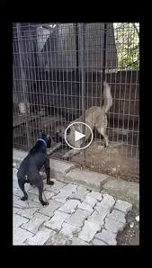 Kangaltv Adli Kullanicinin Kangal Shepherd Dogs Kangal Schaferhunde Panosundaki Pin Kangal Kopegi Pitbull