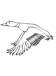 Search through 623,989 free printable colorings at getcolorings. Mallard Duck Flapping Her Wings Coloring Pages Color Luna Mallard Duck Coloring Pages Mallard