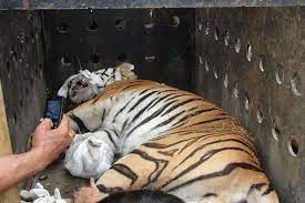 Bangkok Post - Injured tiger rescued in Lampang