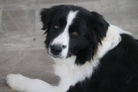 All Black Border Collie Puppy For Sale Pin On Web Pixer