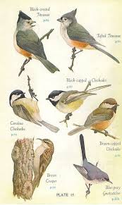 Birds Of East Texas Book 1946 Audubon Eastern Birds Book Color Plate Backyard Birds Bird Art Bird Artwork Bird Book