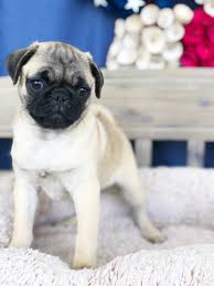 The search tool above returns a list of breeders located nearest to the zip or postal code you enter. Pug For Sale In Lynchburg Va Local Pet Store Petopia