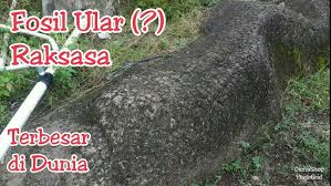 We did not find results for: Fosil Ular Terbesar Di Dunia Ditemukan Di Pedalaman Banyuwangi Youtube