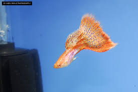 Class 7 Pattern Albino 3rd Place Guppy Fish Aquarium Fish Fresh Water Fish Tank