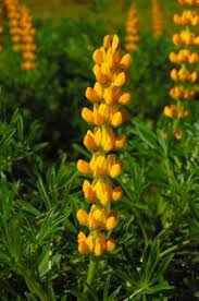 Give them a sunny spot, ample water. Wildacker Saatgut Samen Shop Topinambur Wildblumensaat Wildkrautersaat Wildtierfutter Rasensaat Bienenmischung Niedersachsen Bayern Mecklenburg Danmark Austria Germany Susslupine