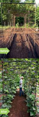 arka dlya cvetov i ovoshej vegetable garden diy bean trellis plants