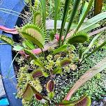 Bog Gardens and Carnivorous Plants