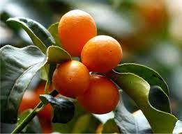 La soluzione per la definizione piccolo frutto arancione con la buccia liscia è stata trovata nel nostro motore di ricerca. Kumquat Coltivazione Bio Del Mandarino Cinese