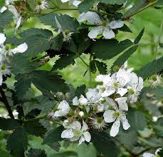 Luscious, sweet and with just a hint of delightful tartness, raspberries make summer even better. Blackberris Vs Raspberries Creasey Mahan Nature Preserve