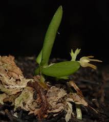 Image result for Angraecum chamaeanthus