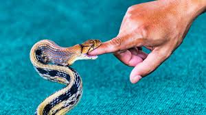 Queensland warm spell could bring forward snake breeding. Woman Finds 18 Snakes Under Her Bed In Augusta Georgia