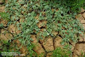 Image result for Heliotropium supinum