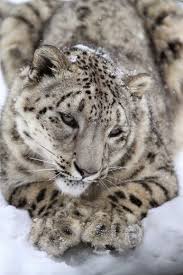 Pars Kutay Google Animals Beautiful Animals Snow Leopard