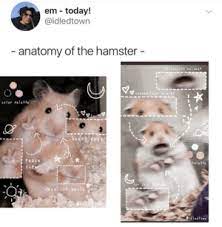 Hamster lover hamster meme with peace sign throw pillow, 16x16, multicolor. Em Today Anatomy Of The Hamster Screaming Noises Scared Look In Eyes Color Palette Heart Eyes Peace I Si9 Color Palette For Self Dazzling Smile Idedtown Hamster Meme On Me Me
