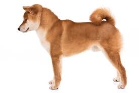 shiba inu dog breed information