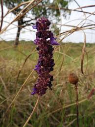 Image result for Coleus betonicifolius
