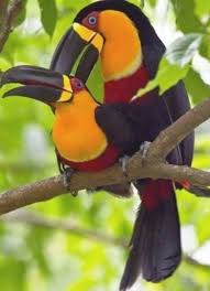 Bird Of Paradise Flower Meaning In Tamil Pin Pada Bird Of Paradise