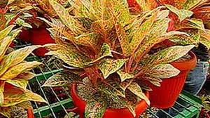 Tanaman hias laku di pasaran c. Contoh Soal Pilihan Ganda Tentang Budidaya Tanaman Hias Berbagi Tanam