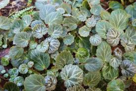 Image result for Galiniera saxifraga