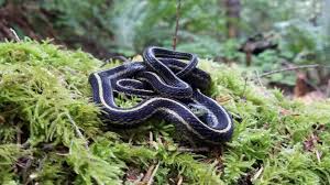 The common garter snake, which has three subspecies: In Honor Of Washington Department Of Fish Wildlife
