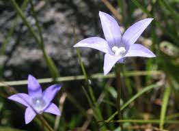 Ang wahlenbergia ceracea sakop sa kahenera nga wahlenbergia sa kabanay nga campanulaceae. Waxy Bluebell Grasslands