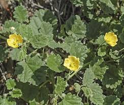 Image result for Sida chrysantha
