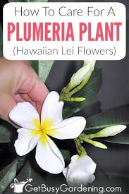 Pin On Flower Gardening