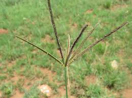 Image result for Eustachys paspaloides