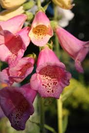 Foxglove flowers are clusters of tubular shaped blooms in colors of white, lavender, yellow, pink, red, and purple. How To Grow Foxglove From Seed Farmhouse Blooms