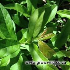 Image result for Combretum bracteosum