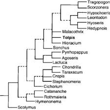 Image result for Tolpis capensis