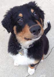 Pin Von Katelyn Truax Auf English Shepherd Hunde Rassen Hunde Hunderasse