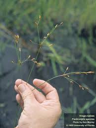 Image result for Fimbristylis aphylla