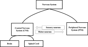 Schematic Diagram Ofthe Nervous System Ns The Cns Is Open I