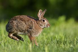 Rabbits are safe pets for children. Rabbit Dog Human How One Bacterial Infection Spread Live Science