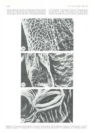 Image result for Pavetta lasiopeplus