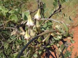 Image result for Ceropegia nilotica
