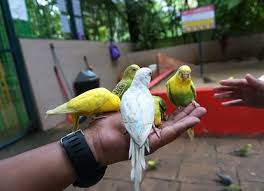 Instead, there are many birds. Langkawi Wildlife Park Langkawi Arrivalguides Com