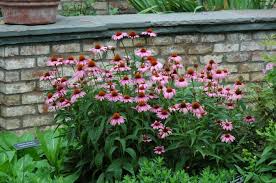 Image result for Echinacea purpurea `Magnus`