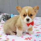 Pembroke Welsh Corgi Puppies for Sale | PuppySpot