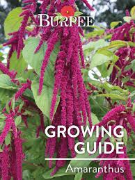 Image result for Amaranthus