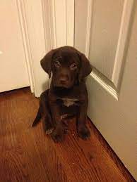 Puppies for sale born on the 8th of june ready to go around the 23rd dm for genders males $1800 females $1600. Pin By Gifts From Samantha On Soooooo Cute Beagle Mix Chocolate Lab Mix Beagle