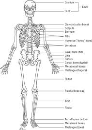 When a movie character breaks a bone, they usually end up with part of the bone poking out of their skin. How The Skeletal System Works Dummies