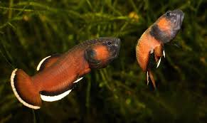 Betta Albimarginata A Small Species Of Beta That Raises The Fry In Its Mouth Mouthbrooding This Is Two Males Showing Off Betta Betta Fish Tank Betta Fish