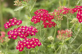 Creer Un Jardin Rouge Yarrow Plant Red Plants Plants