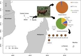 The flag of mayotte (also called maoreacute; Evidence Of Bluetongue And Epizootic Haemorrhagic Disease Circulation On The Island Of Mayotte Sciencedirect