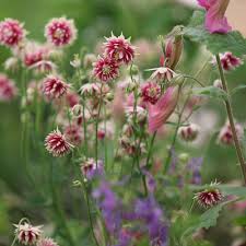 Image result for Aquilegia vulgaris `Nora Barlow`