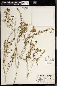 Image result for Lotononis laxa